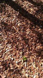 Autumn leaves on ground