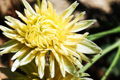 Close-up of yellow flower blooming outdoors