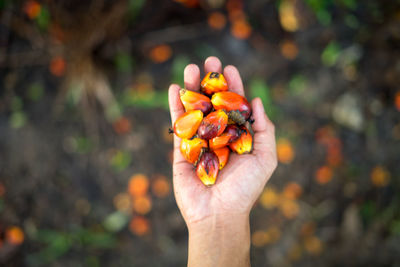 Palm oil seeds on male's hand