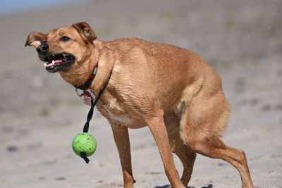 Brown wet dog on beach