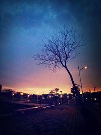 Bare trees along road at dusk