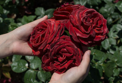 Cropped hands of woman holding red roses on plant
