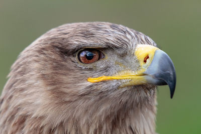 Close-up portrait of eagle, in profile.