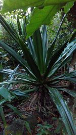 Close-up of fresh green plant