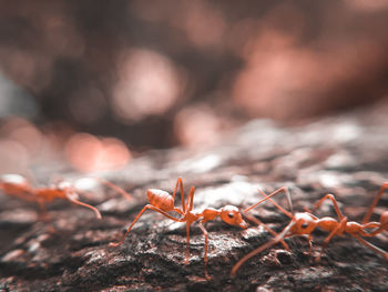 Close-up of crab on rock