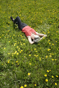 View of grassy field