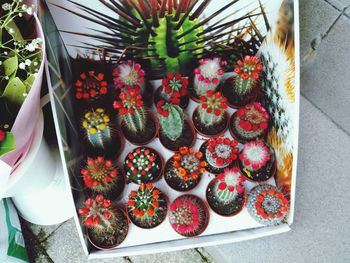 High angle view of potted plants on table