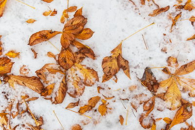 High angle view of dry leaves on snow