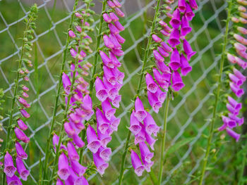 Close-up of purple flowering plants