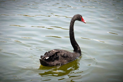 Swan swimming in lake