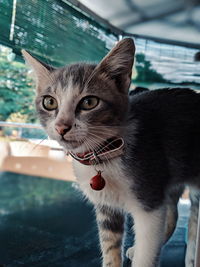 Close-up portrait of a cat