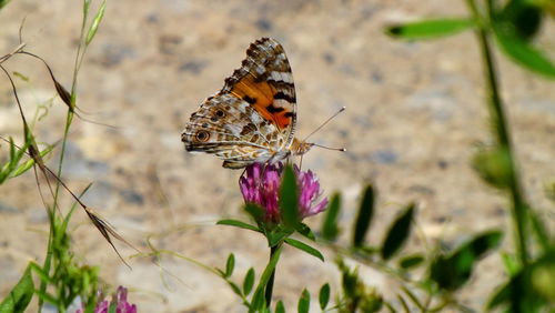 Close-up of butterfly on flower