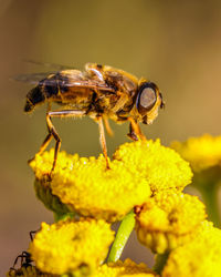 Close-up of insect on yellow flower