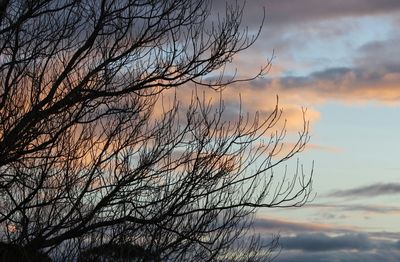 Low angle view of bare trees against cloudy sky