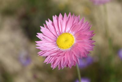 Close-up of pink flower