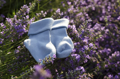 Blue baby socks on lavender