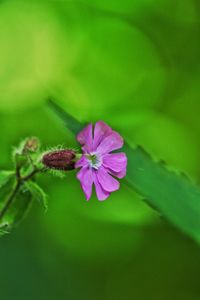 Close-up of purple flowers blooming outdoors