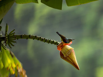 Close-up of bird perching on feeder
