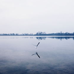 Scenic view of lake