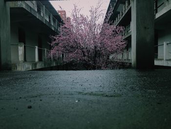 View of flowers in building