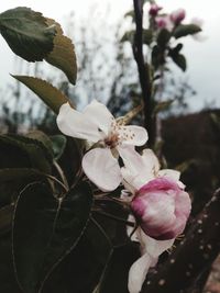 Close-up of pink flowers blooming on tree