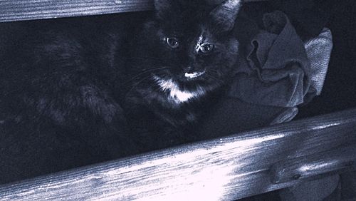 Close-up of cat