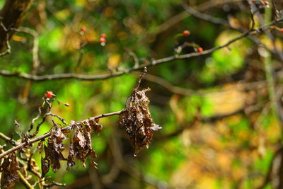 Close-up of insect on tree