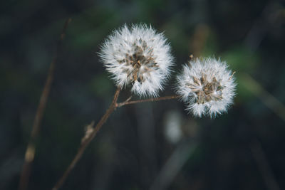 Close-up of dandelion seeds