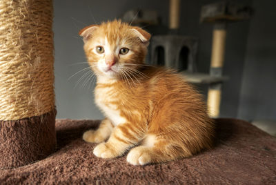 Portrait of kitten sitting