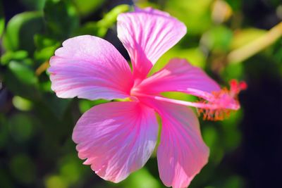 Close-up of pink flowering plant