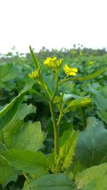 Close-up of fresh green plant