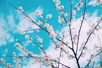 Low angle view of flowers against blue sky