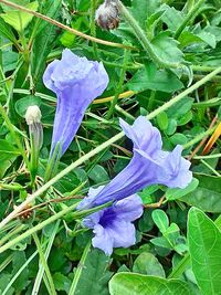 Close-up of purple flowers blooming outdoors