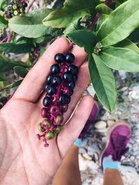 Close-up of hand holding berries