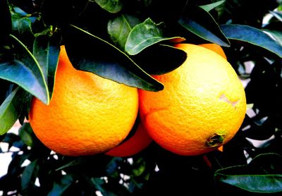 Close-up of orange fruit on tree