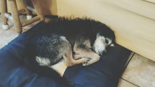 Cat sleeping on sofa