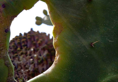 Close-up of leaf on tree trunk