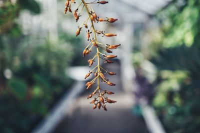 Close-up of plant against blurred background