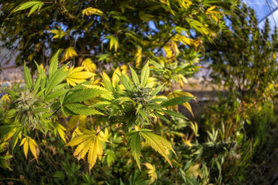 Close-up of yellow flowers growing on tree