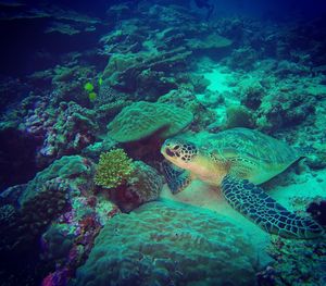 Close-up of coral swimming in sea