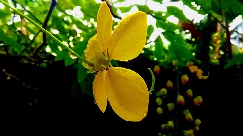 Close-up of yellow flower