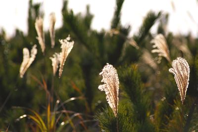 Close-up of plants growing on field