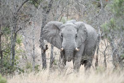 Elephant in a forest