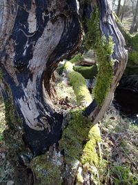 Close-up of tree trunk