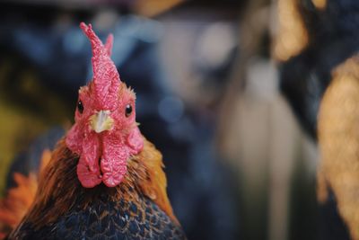 Close-up of rooster