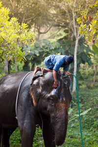 Man cleaning elephant on field