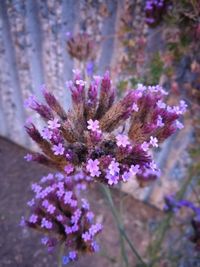 Close-up of purple flowers