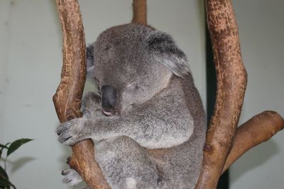 Close-up of koala sleeping on branch