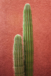 Close-up of succulent plant