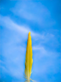 Close-up of yellow flower against blue sky